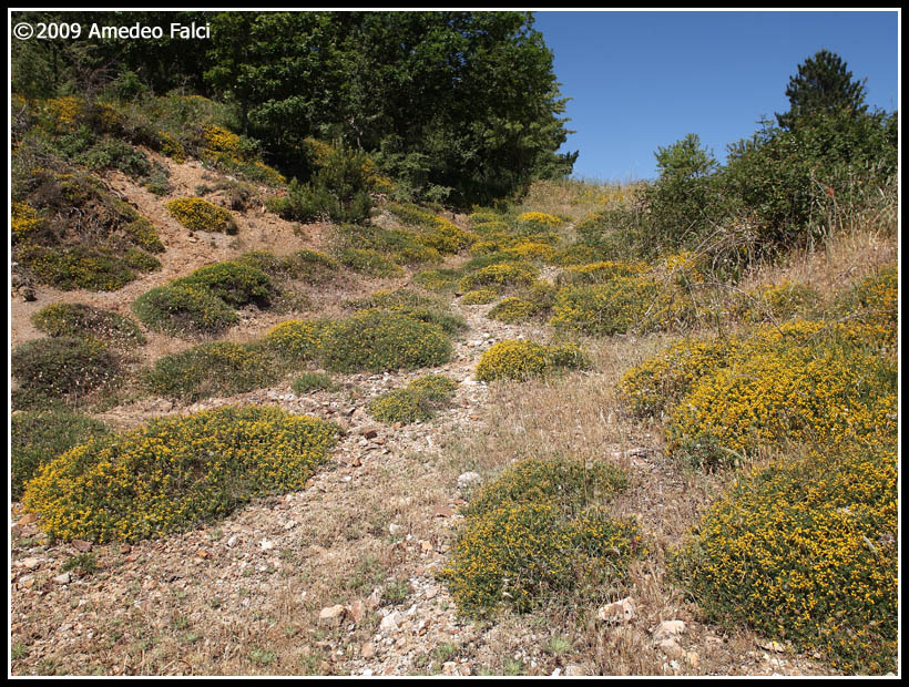 Genista cupanii / Ginestra di Cupani